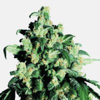 (Bild für) Super Skunk
