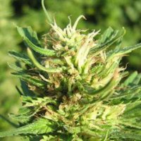 (Bild für) Super Skunk