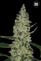 (Bild für) Super Skunk aka Special Skunk female