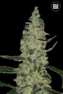(Bild für) Super Skunk aka Special Skunk female