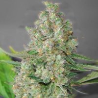 (Bild für) Super Skunk 5 fem