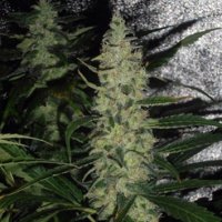 (Bild für) Super Skunk