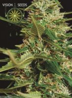 (Bild für) Super Skunk Auto fem