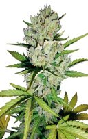 (Bild für) Super Skunk Automatic fem