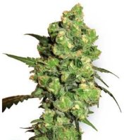 (Bild für) Super Skunk