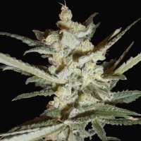 (Bild für) Supersonic Cristal Storm Auto fem