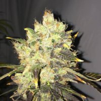 (Bild für) Supreme CBD Durban