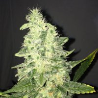 (Bild für) Supreme CBD Kush