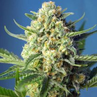 (Bild für) Sweet Afghani Delicious Auto fem