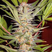 (Bild für) S.A.D. Sweet Afghani Delicious S1 fem