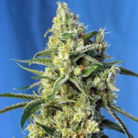 (Bild für) Sweet Amnesia Haze fem