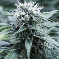 (Bild für) Sweet Amnesia 5 fem