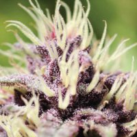 (Bild für) Sweet Annie 1:1 CBD