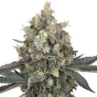 (Bild für) Sweet Berry Breeze fem
