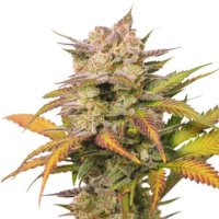 (Bild für) Sweet Bourbon Auto Kush