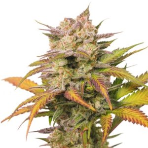 (Bild für) Sweet Bourbon Auto Kush