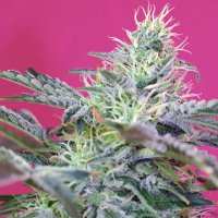 (Bild für) Sweet Cheese Auto fem