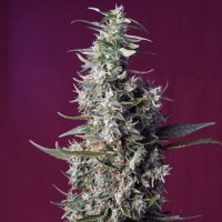 (Bild für) Sweet Cherry Pie fem