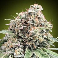 (Bild für) Sweet Critical 2.0 fem