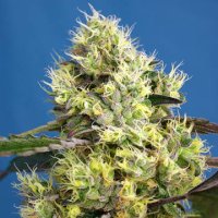 (Bild für) Sweet Gelato Auto fem