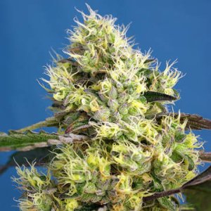 (Bild für) Sweet Gelato Auto fem