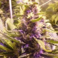 (Bild für) Sweet Kush