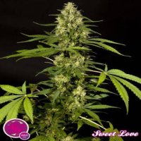 (Bild für) Sweet Love fem