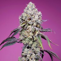 (Bild für) Sweet Mandarine Zkittlez Fast Version fem