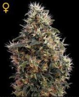 (Bild für) Sweet Mango Auto female