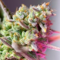 (Bild für) Sweet Mimosa XL Auto fem