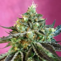 (Bild für) Sweet Nurse Auto CBD fem