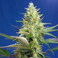 (Bild für) Sweet Pure Auto CBD fem