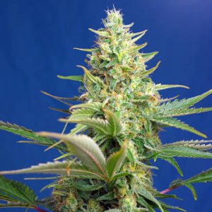 (Bild für) Sweet Pure Auto CBD fem
