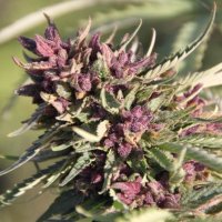 (Bild für) Sweet Purple fem