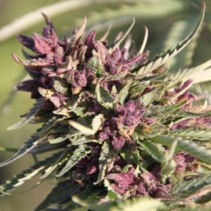 (Bild für) Sweet Purple fem