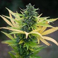 (Bild für) Sweet Rebel Auto