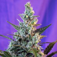 (Bild für) Sweet Skunk Auto fem