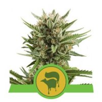 (Bild für) Sweet Skunk Auto feminized