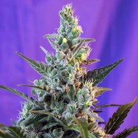 (Bild für) Sweet Skunk F1 Fast Version fem