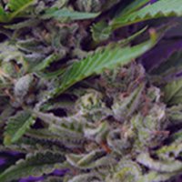 (Bild für) Sweet Special Auto fem