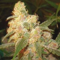 (Bild für) Sweet Tooth #3 5 fem