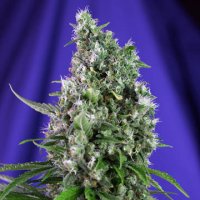(Bild für) Sweet Trainwreck Auto fem