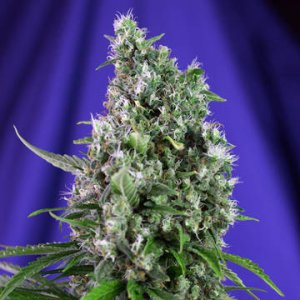 (Bild für) Sweet Trainwreck Auto fem
