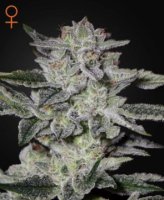 (Bild für) Sweet Valley Kush female