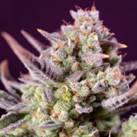(Bild für) Sweet Zenzation XL Auto fem