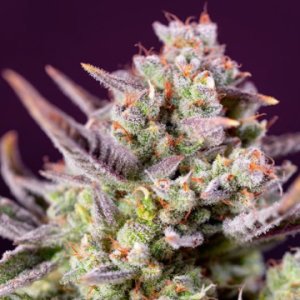 (Bild für) Sweet Zenzation XL Auto fem