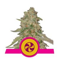 (Bild für) Sweet Zkittlez aka Sweet ZZ feminized
