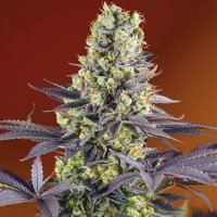 (Bild für) Sweet Zenzation aka Sweet Zkittlez fem