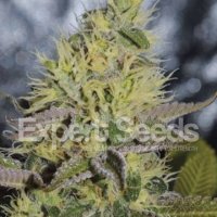 (Bild für) Sweet Zombie feminized