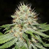 (Bild für) Sweet n Sour Indoor 5 fem